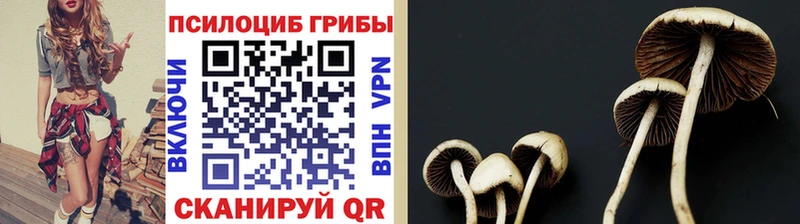 купить   Полтавская  kraken tor  Псилоцибиновые грибы Psilocybe 